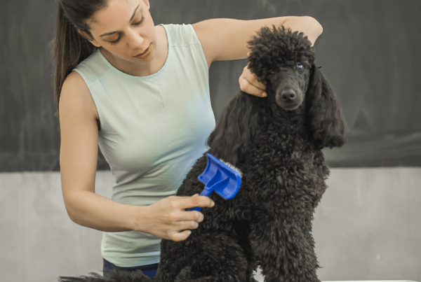 dog groomer training on a black poodle
