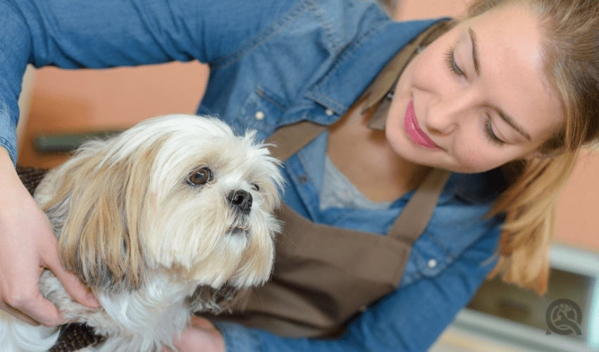 dog groomer training by working with small breed dog