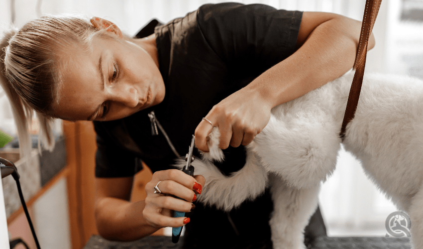dog groomer increasing salary by working on client's dog