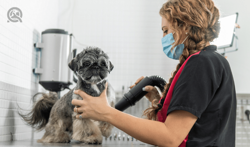 dog groomer increasing salary by blow drying client's dog