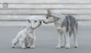 small dog and puppy sniffing each other's faces