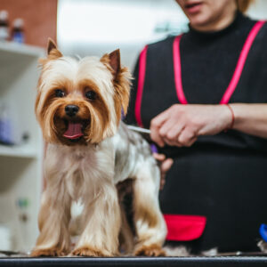 QC Pet Studies - Become a Dog Groomer in a Small Town Blog- Featured Image