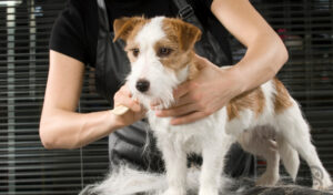 QC Pet Studies - Become a Dog Groomer in a Small Town Blog- Groomer