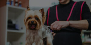 QC Pet Studies - Become a Dog Groomer in a Small Town Blog- Header Image