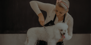 dog grooming career woman giving poodle a haircut - with black overlay