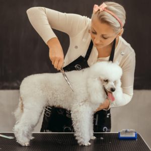 dog grooming career woman giving poodle a haircut