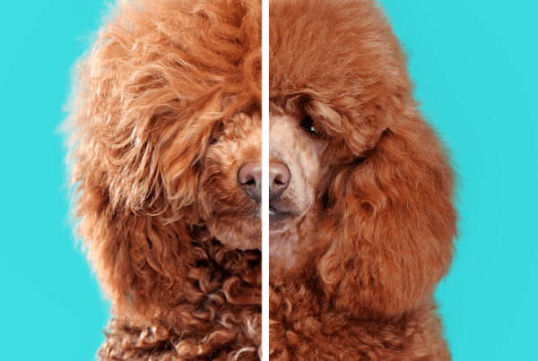 is dog grooming hard - poodle before and after grooming