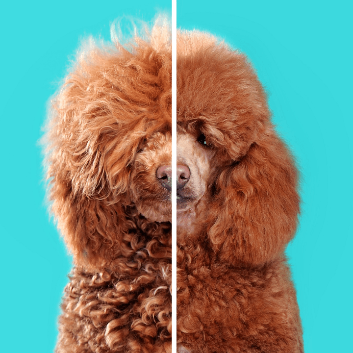 is dog grooming hard - poodle before and after grooming