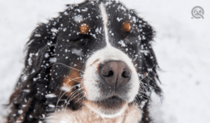 dog outside in snow