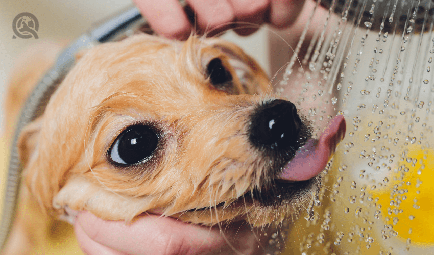 small dog licking water while being bathed by groomer
