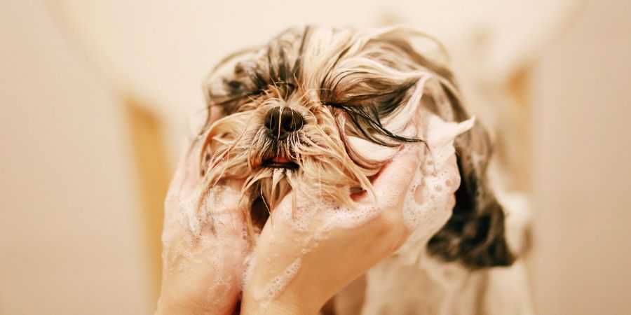 Is dog grooming hard in-post image 1