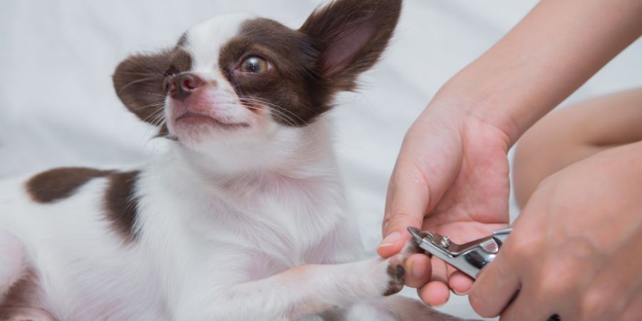 Clipping nail a dog. Dog grooming article.
