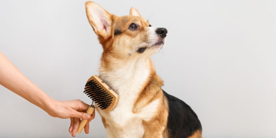 Owner brushing cute dog on light background. Tri-colored corgi. Dog grooming article.
