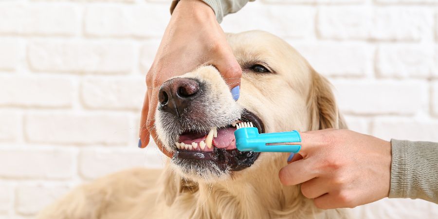 Is dog grooming hard in-post image 5