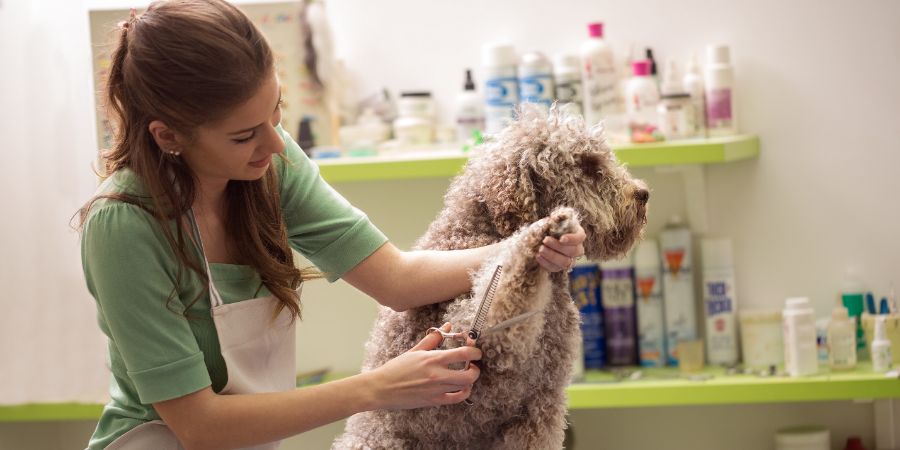 Groomer is cutting a dog hair in hair service. Dog grooming article.
