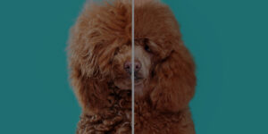 : is dog grooming hard - poodle before and after grooming