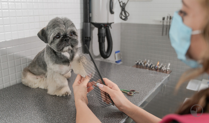 Shih Tzu being brushed in dog grooming salon