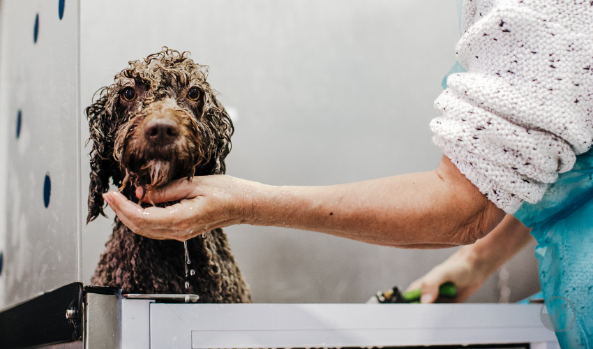 Dog grooming professional giving Spanish water dog a bath