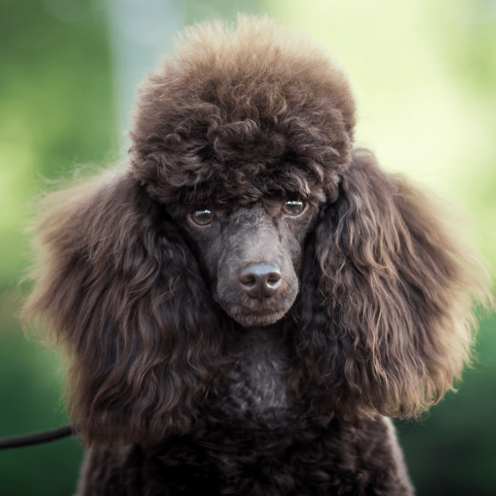 groom a poodle feature image
