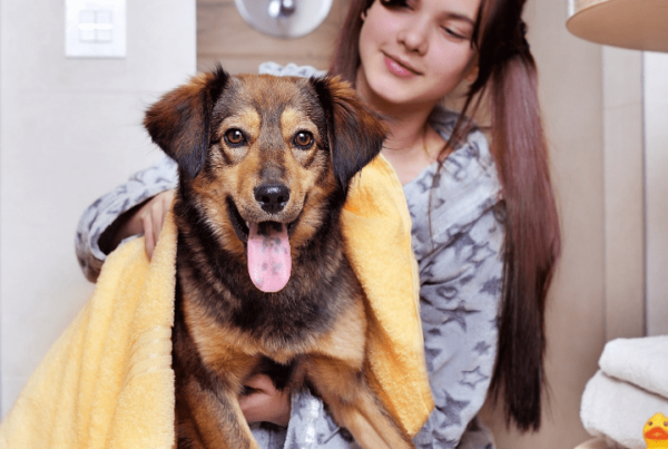 dog groomer salary feature image