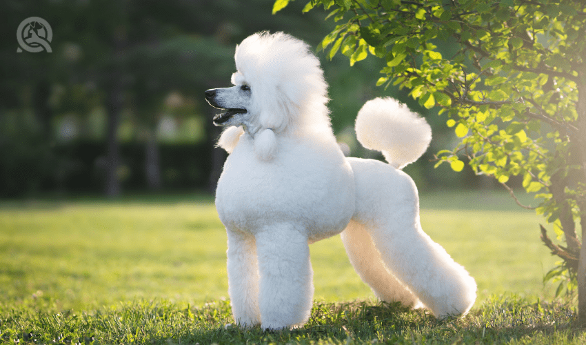 standard white poodle full body