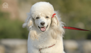 white poodle with top knot