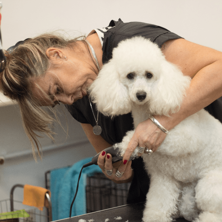 dog grooming package ideas article feature image