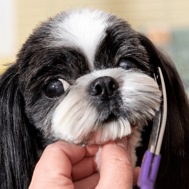is dog grooming a good career blog article feb 26 2021 feature image