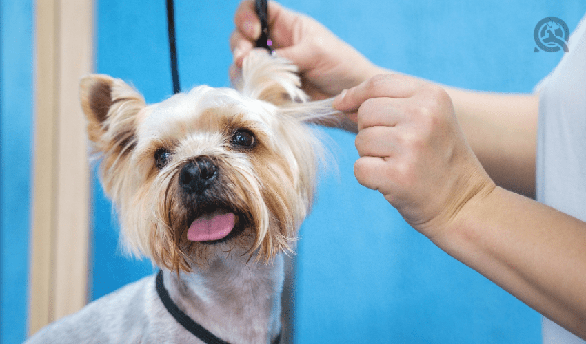 dog having ear hair trimmed