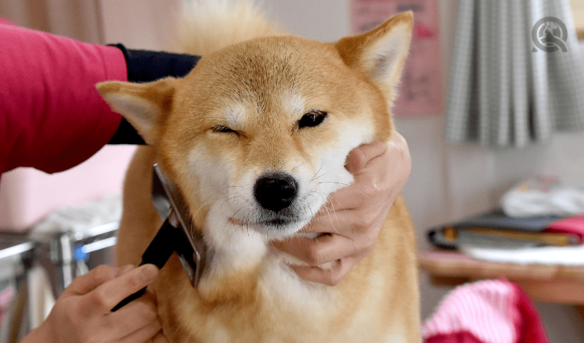 dog grooming package ideas shiba inu being brushed