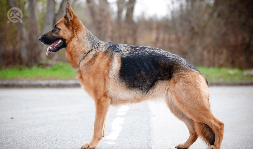 side profile of German Shepherd dog