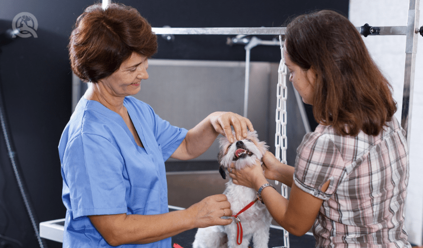 dog grooming course unit a article camille torkornoo last in-post image