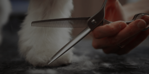 dog grooming must-haves blog article camille mar 12 2021 header image