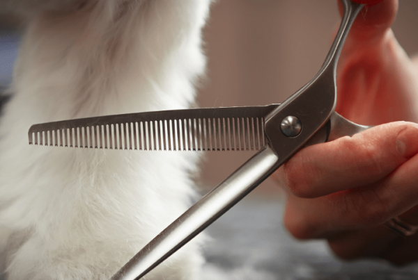 dog grooming must-haves blog article camille mar 12 2021 feature image