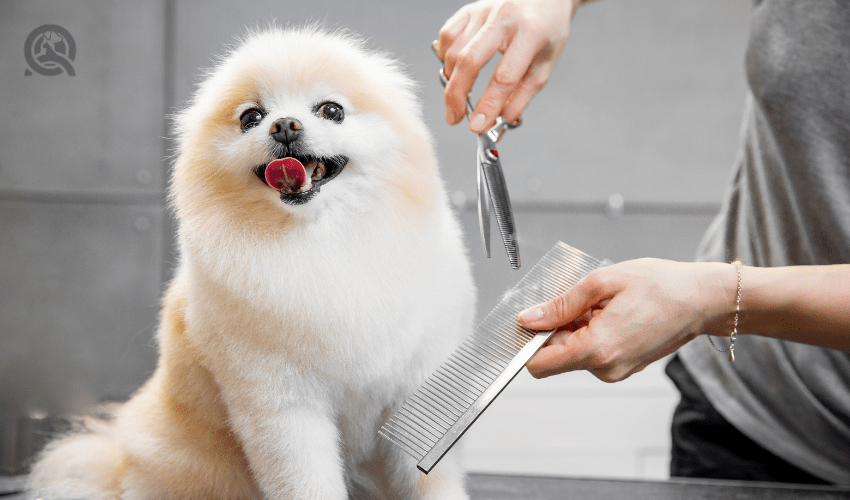 dog grooming must-haves shears