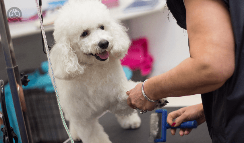 dog getting paws brushed by groomer in salon