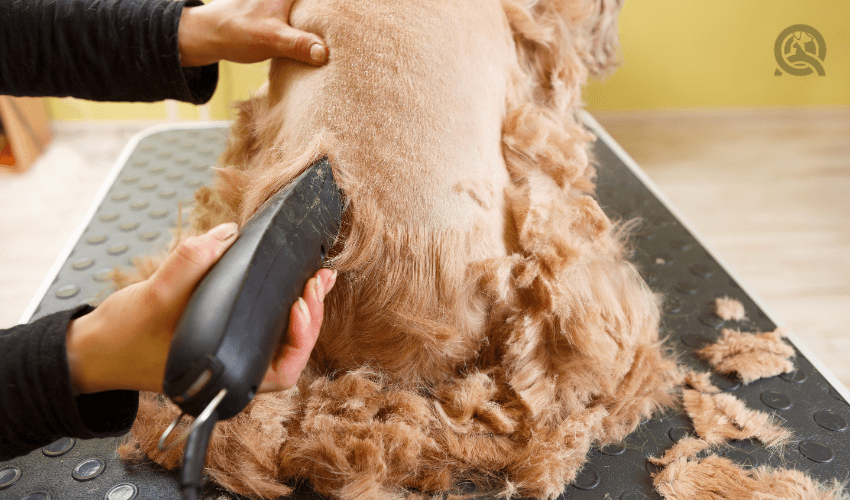 dog haircuts, the shave
