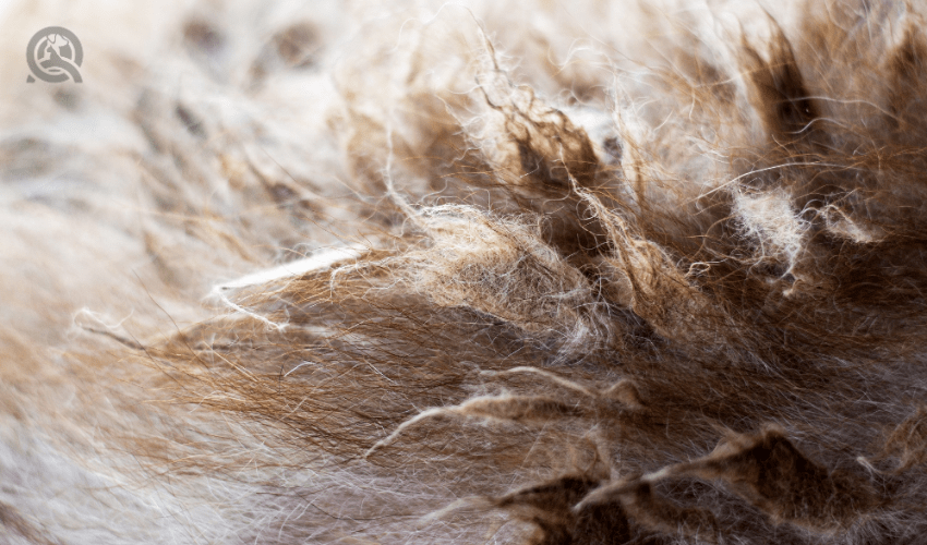 closeup of severely matted dog fur