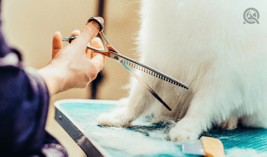 dog groomer cutting white dog's hair