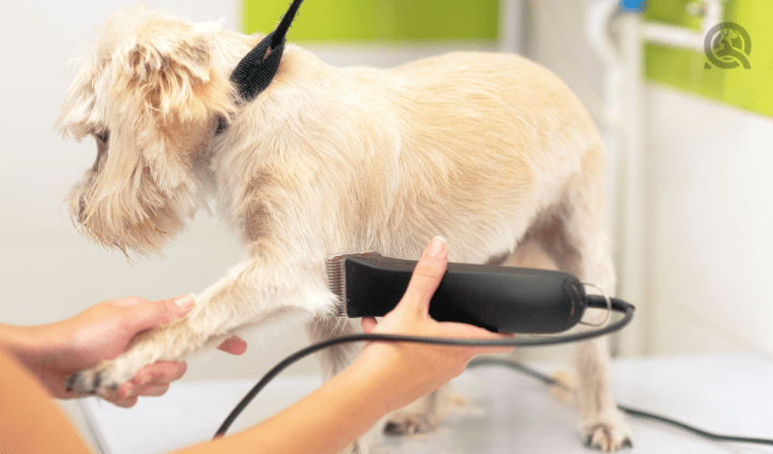 dog grooming shaving dog with clippers