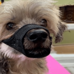 Spike wearing muzzle at dog groomer's