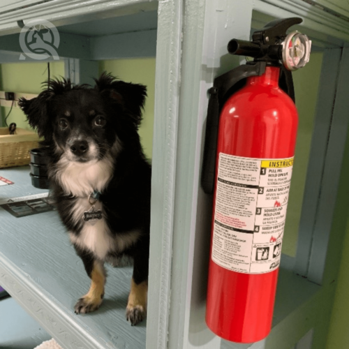 Dog next to fire extinguisher