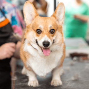 Dog haircut styles article, Apr 9 2021, Feature Image, Corgi getting haircut at groomers