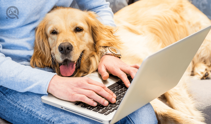 Dog grooming blog article, Apr 23 2021, in-post image, Golden Retriever lying on owner while owner is on laptop