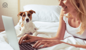 dog on bed, watching owner type on laptop