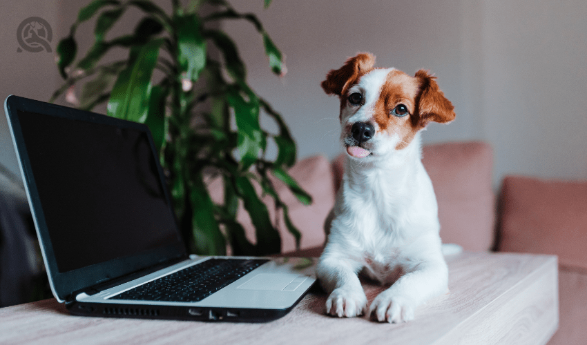 Dog grooming article, Apr 23 2021, in-post image, dog doing a blep next to laptop on desk