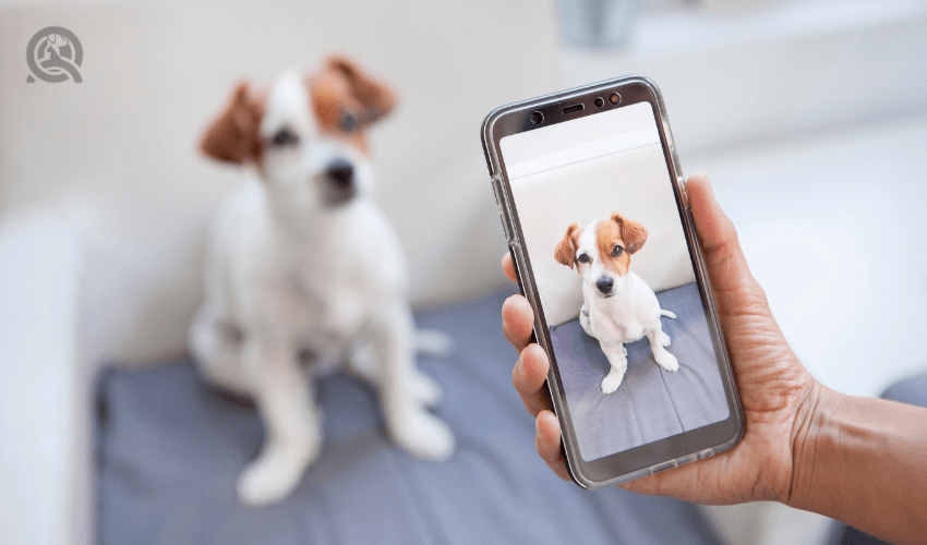 owner taking photo of Jack Russell Terrier on smart phone, to post on social media