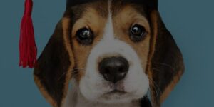 Dog grooming school cost article Header Image, dog wearing graduation cap