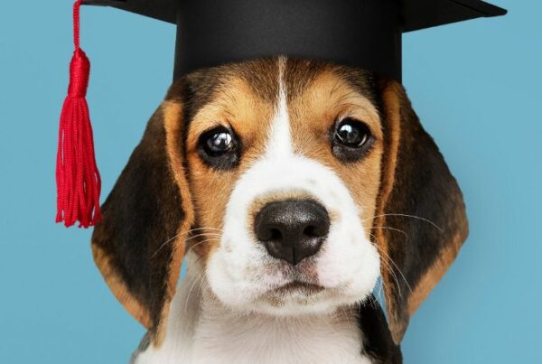 Dog grooming school cost article Feature Image, dog wearing graduation cap