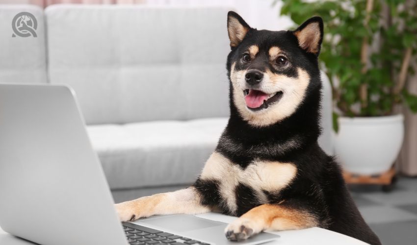 Shiba Inu at desk with laptop